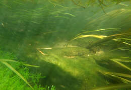 Image of Branched Bur-reed