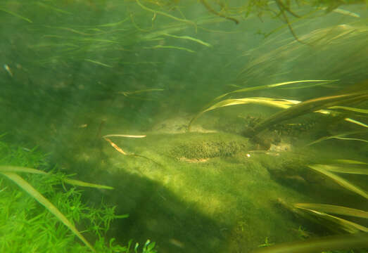 Image of Branched Bur-reed