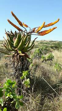 Image of Mountain aloe