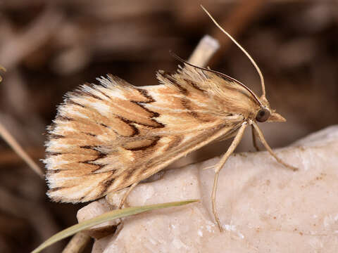 Image of Cynaeda dentalis