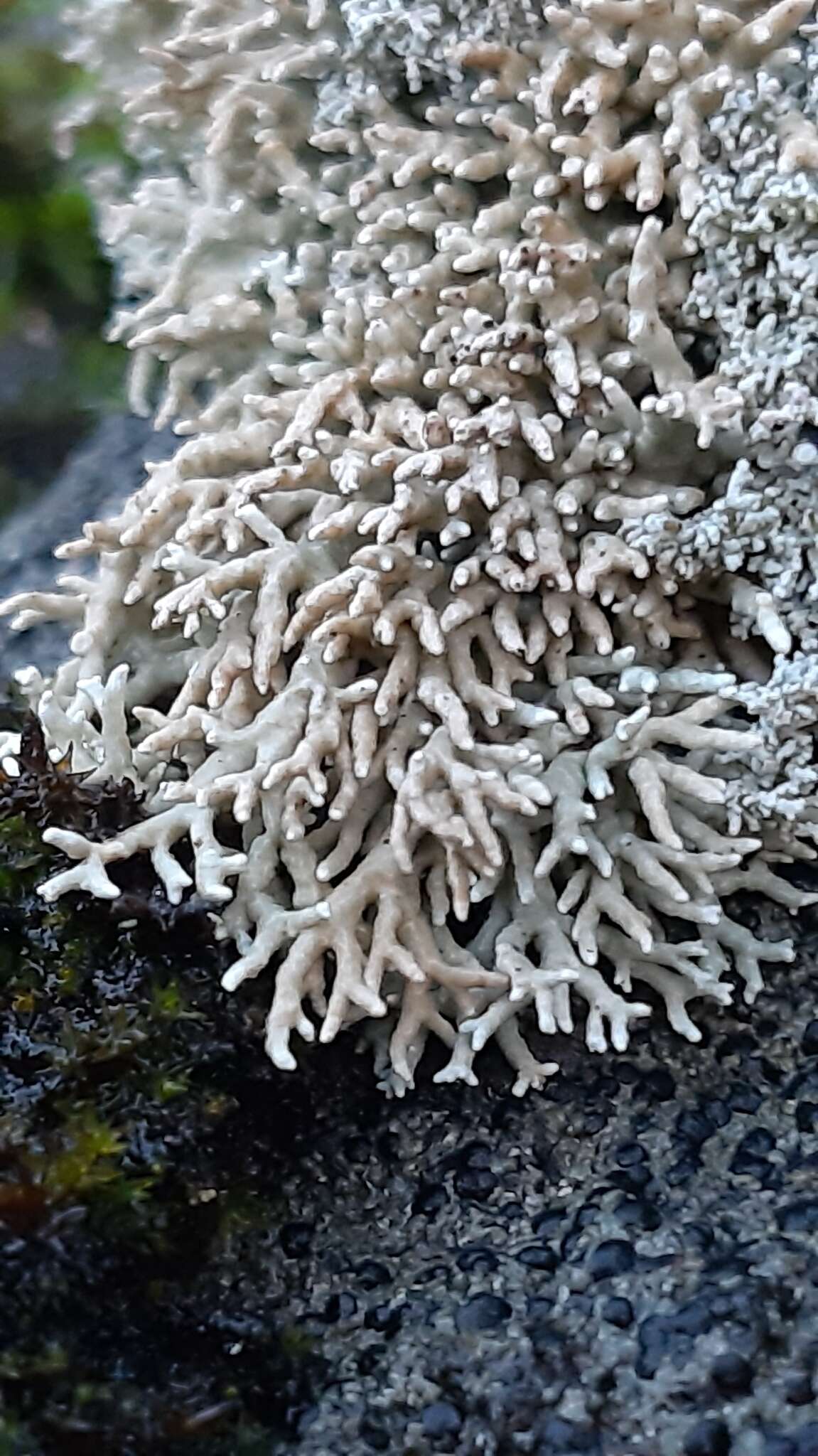 Image of fragile ball lichen