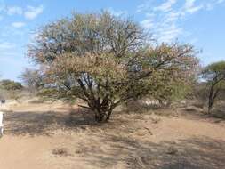 Vachellia grandicornuta (Gerstner) Seigler & Ebinger resmi