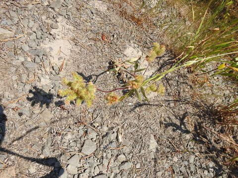 Phacelia mutabilis Greene的圖片