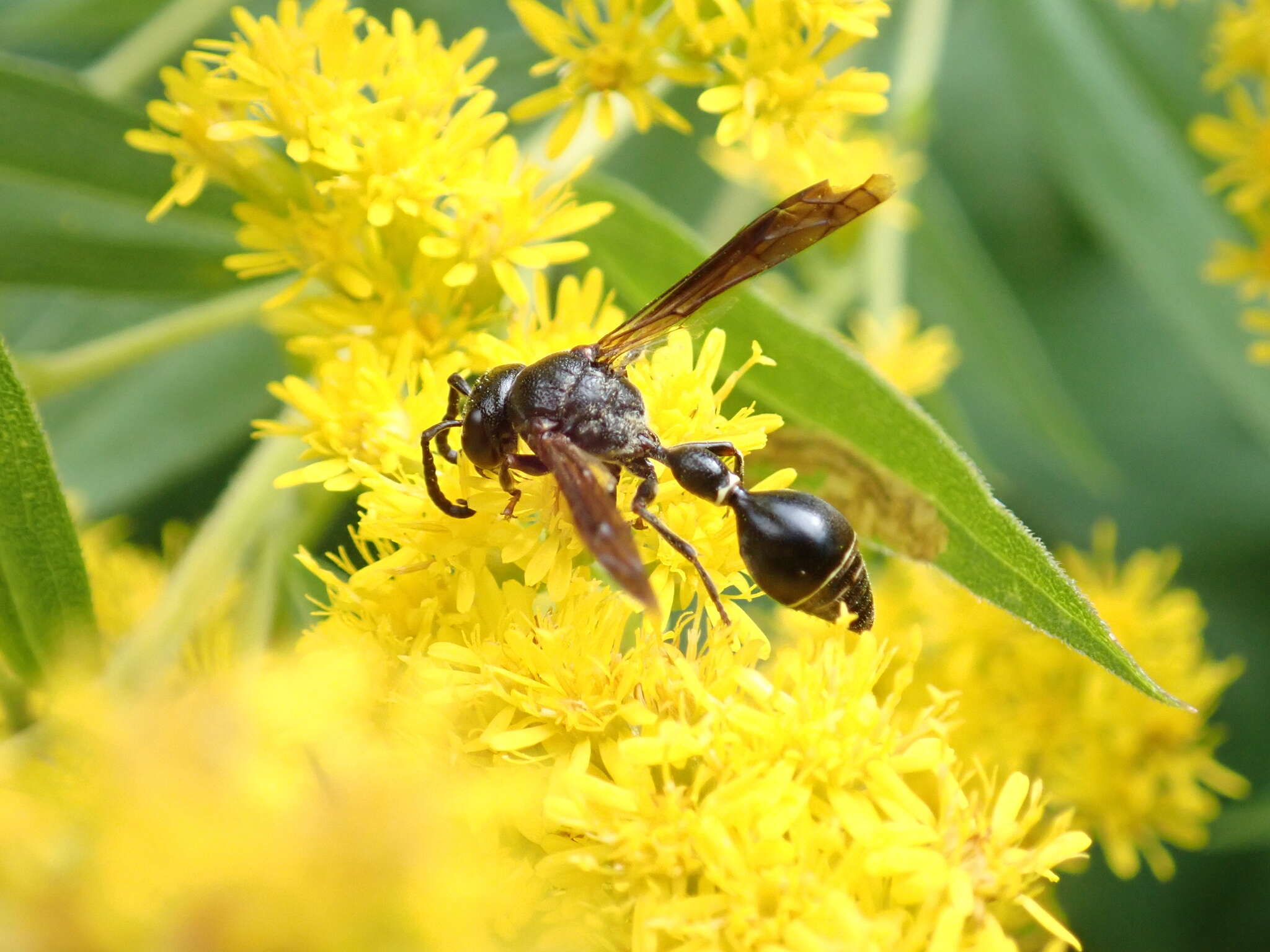 Image of <i>Zethus <i>spinipes</i></i> spinipes