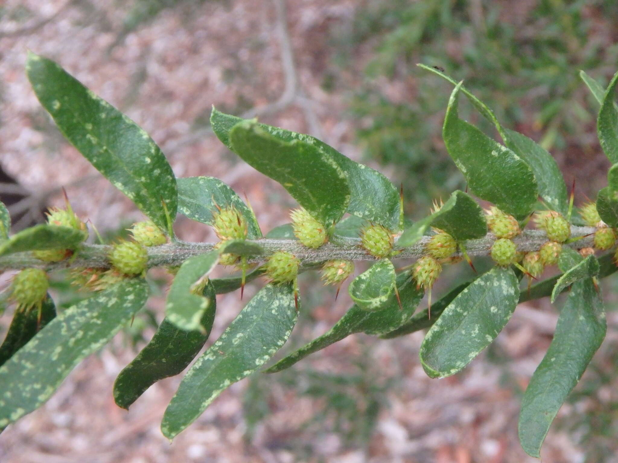 Image of Acacia tristis