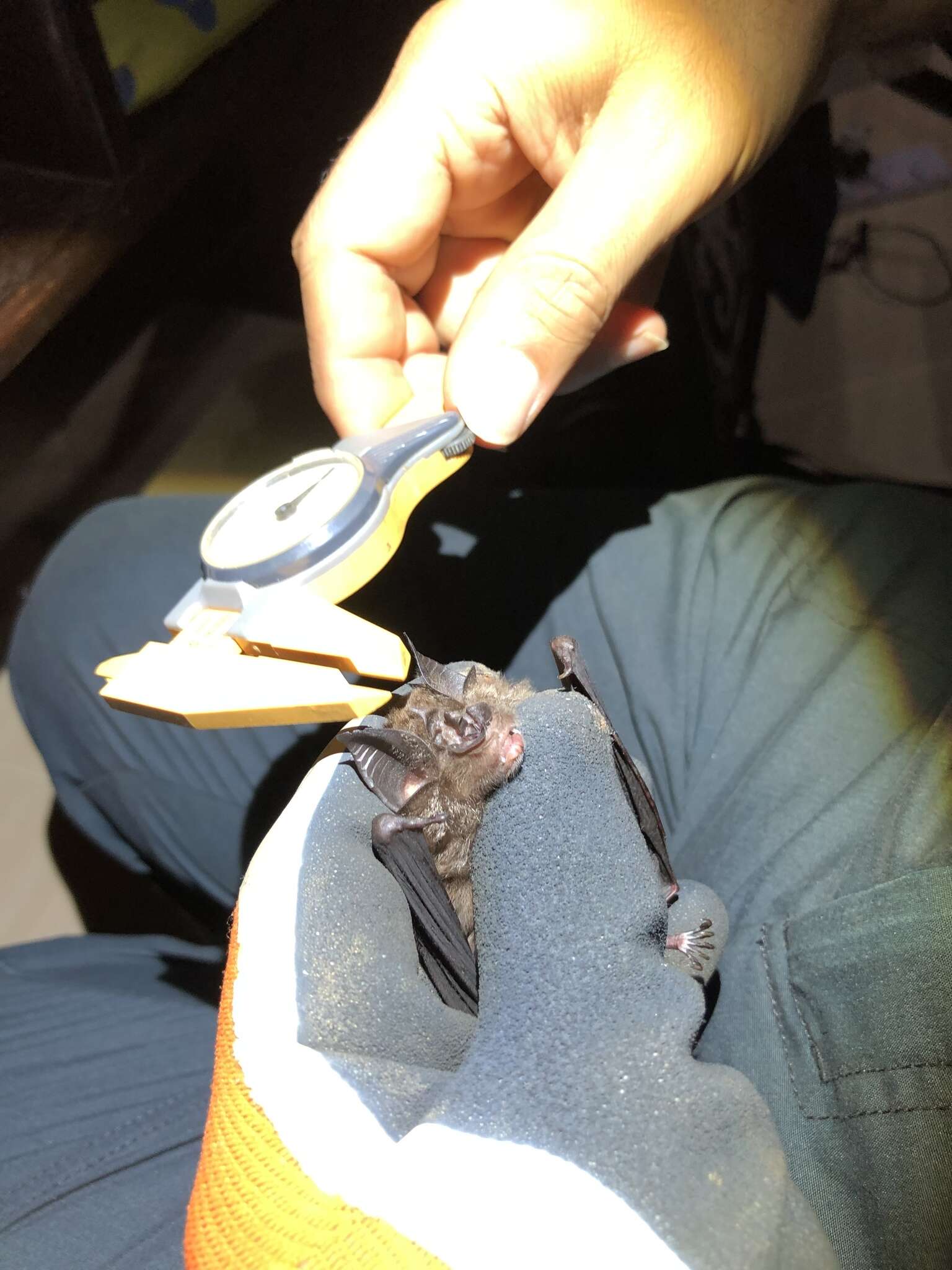 Image of Accuminate Horseshoe Bat