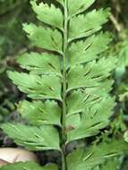 Image of Asplenium cuneatiforme Christ