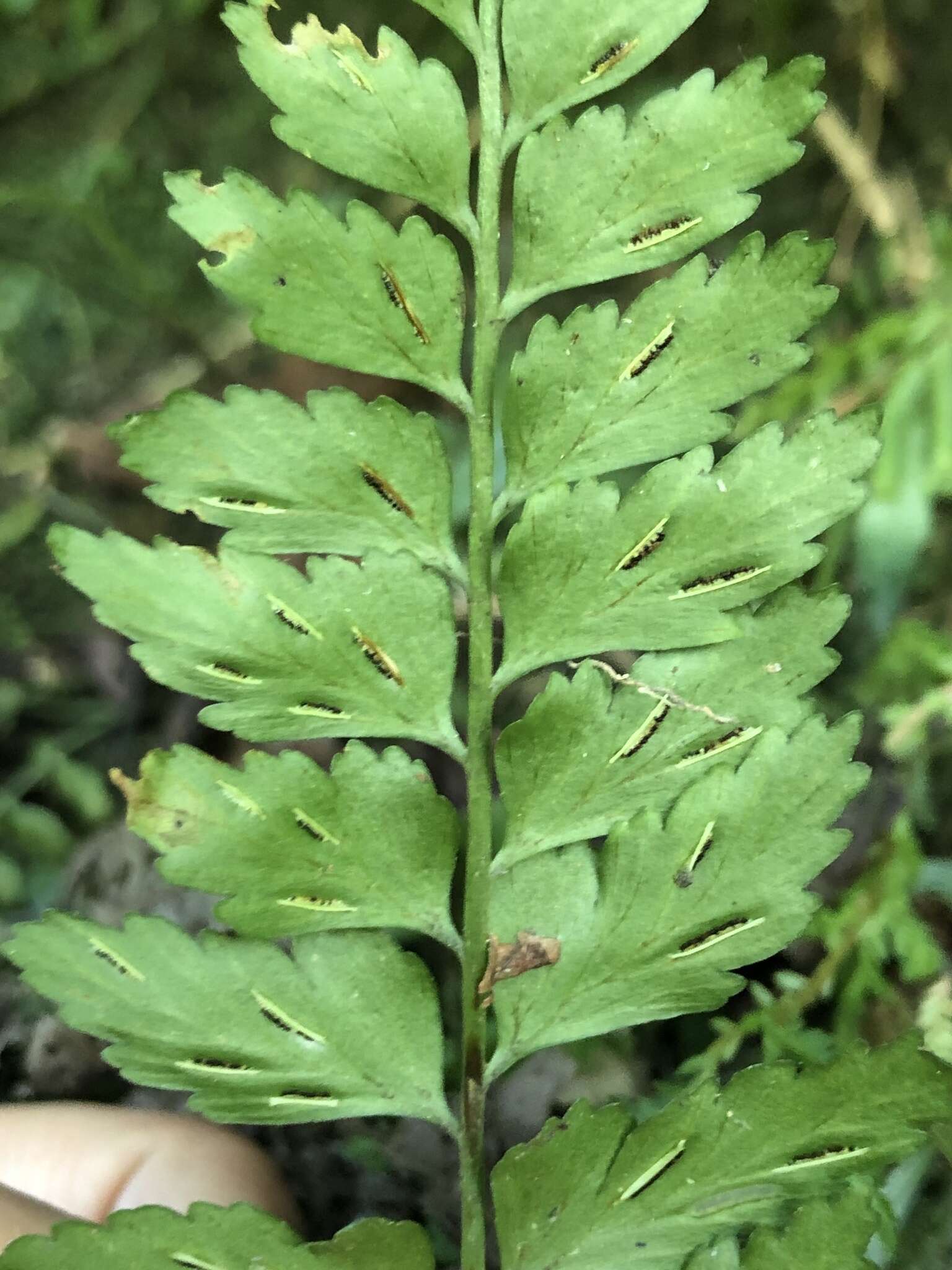 Image of Asplenium cuneatiforme Christ