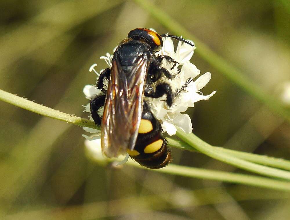 Image de Megascolia maculata (Drury 1773)