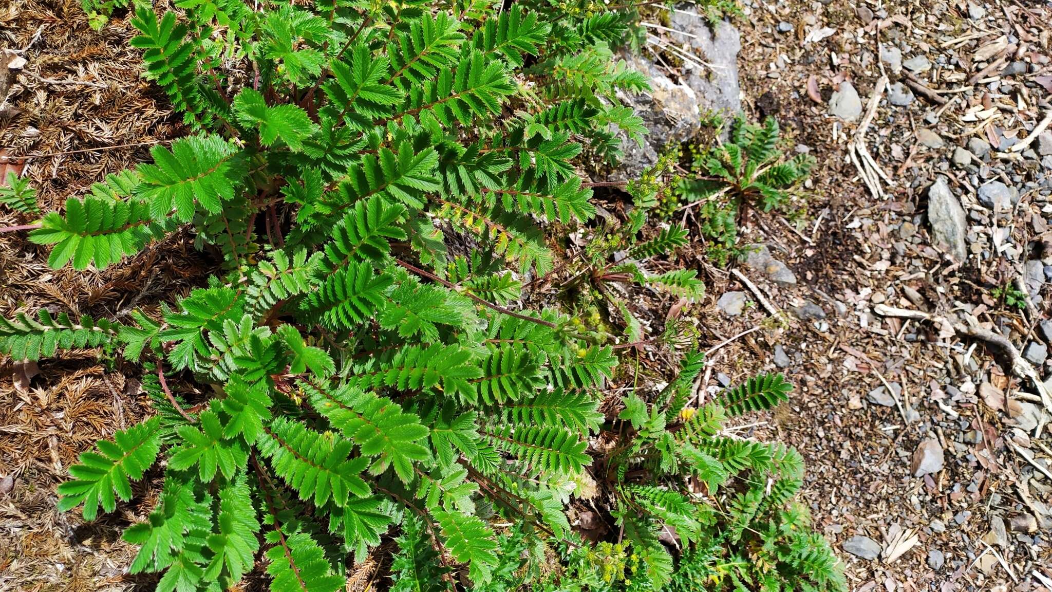 Image of Argentina leuconota (D. Don) Soják