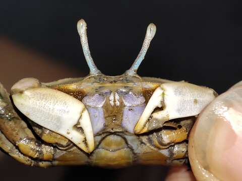 Imagem de Macrophthalmus (Mareotis) banzai Wada & K. Sakai 1989