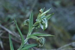 Image of Banded greenhood