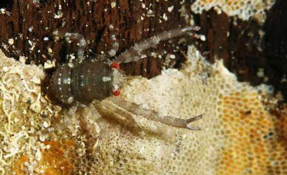 Image of Galathea australiensis Stimpson 1858