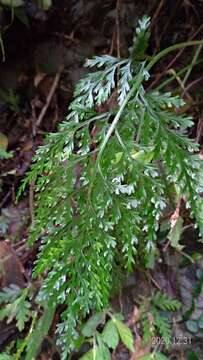 Image de Asplenium ritoense Hayata