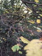 Image of Corylus cornuta subsp. californica (A. DC.) A. E. Murray