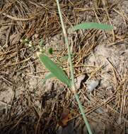 Слика од Polygonum patulum subsp. patulum