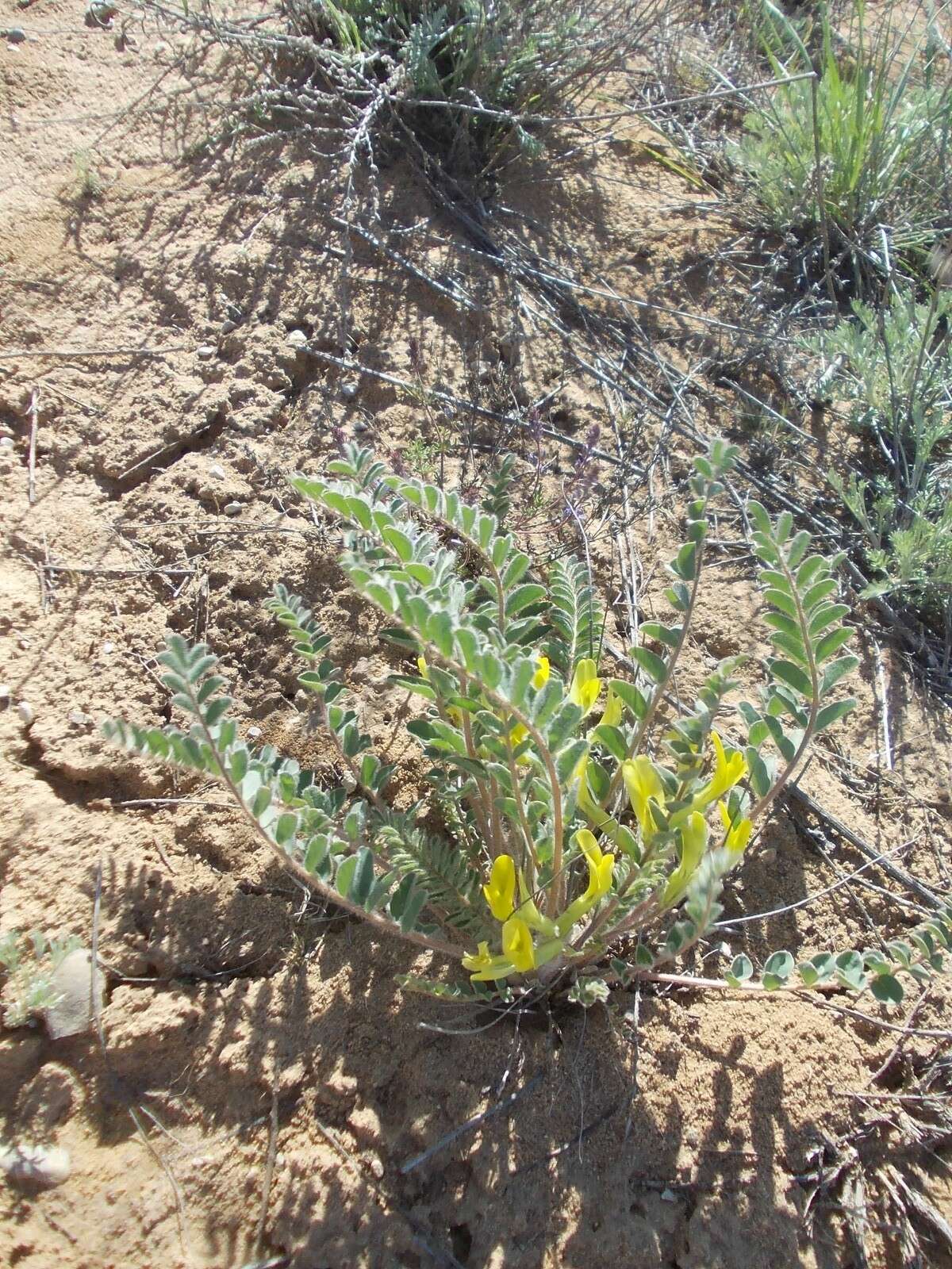 Imagem de Astragalus longipetalus Chater