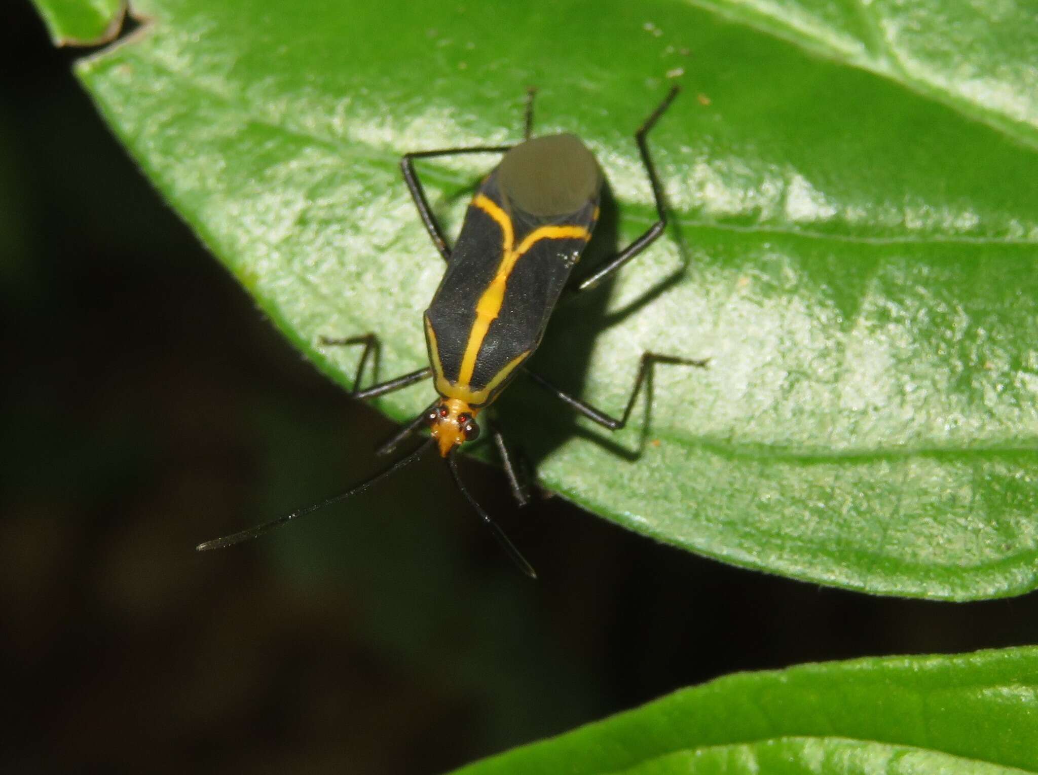 Plancia ëd Hypselonotus linea (Fabricius 1803)