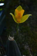 Image of Lycaste crinita Lindl.