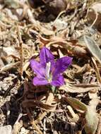 Imagem de Campanula stricta var. libanotica (A. DC.) Boiss.