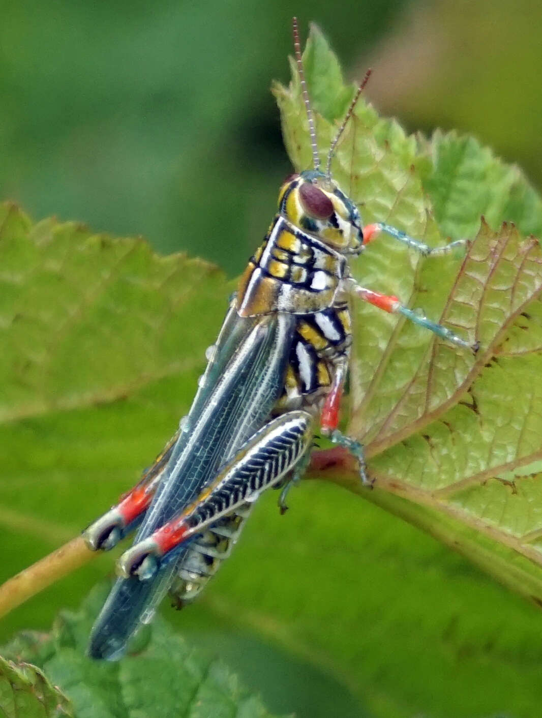 Image of Hesperotettix viridis (Thomas & C. 1872)