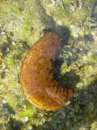 Image of Surf Redfish