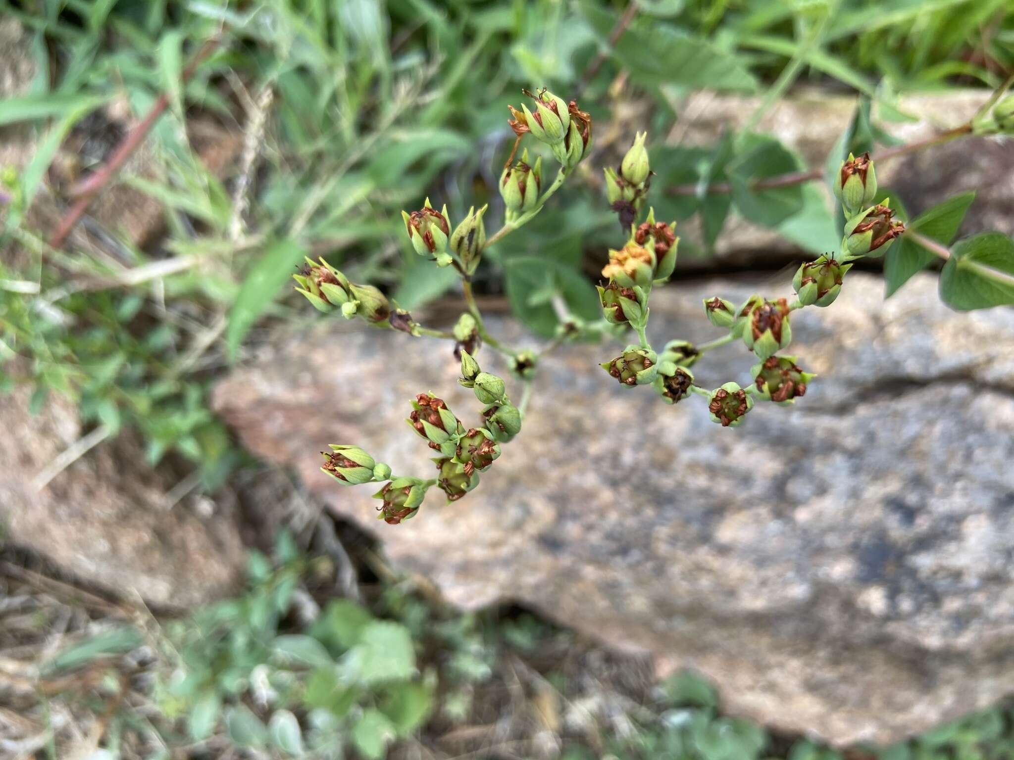 Image of Hypericum connatum Lam.