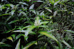 Image de Pollia crispata (R. Br.) Benth.