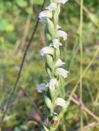 Image of Case's lady's tresses