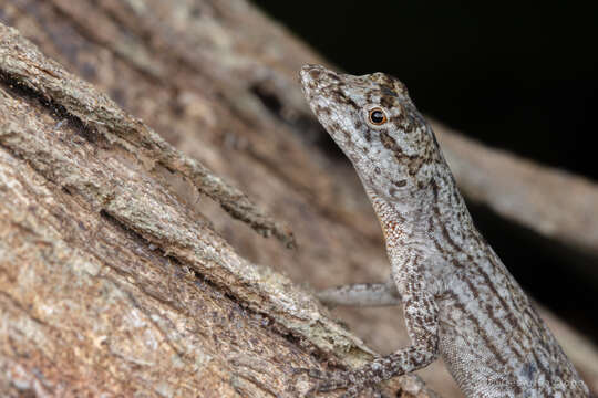 Image of Anolis ortonii Cope 1868