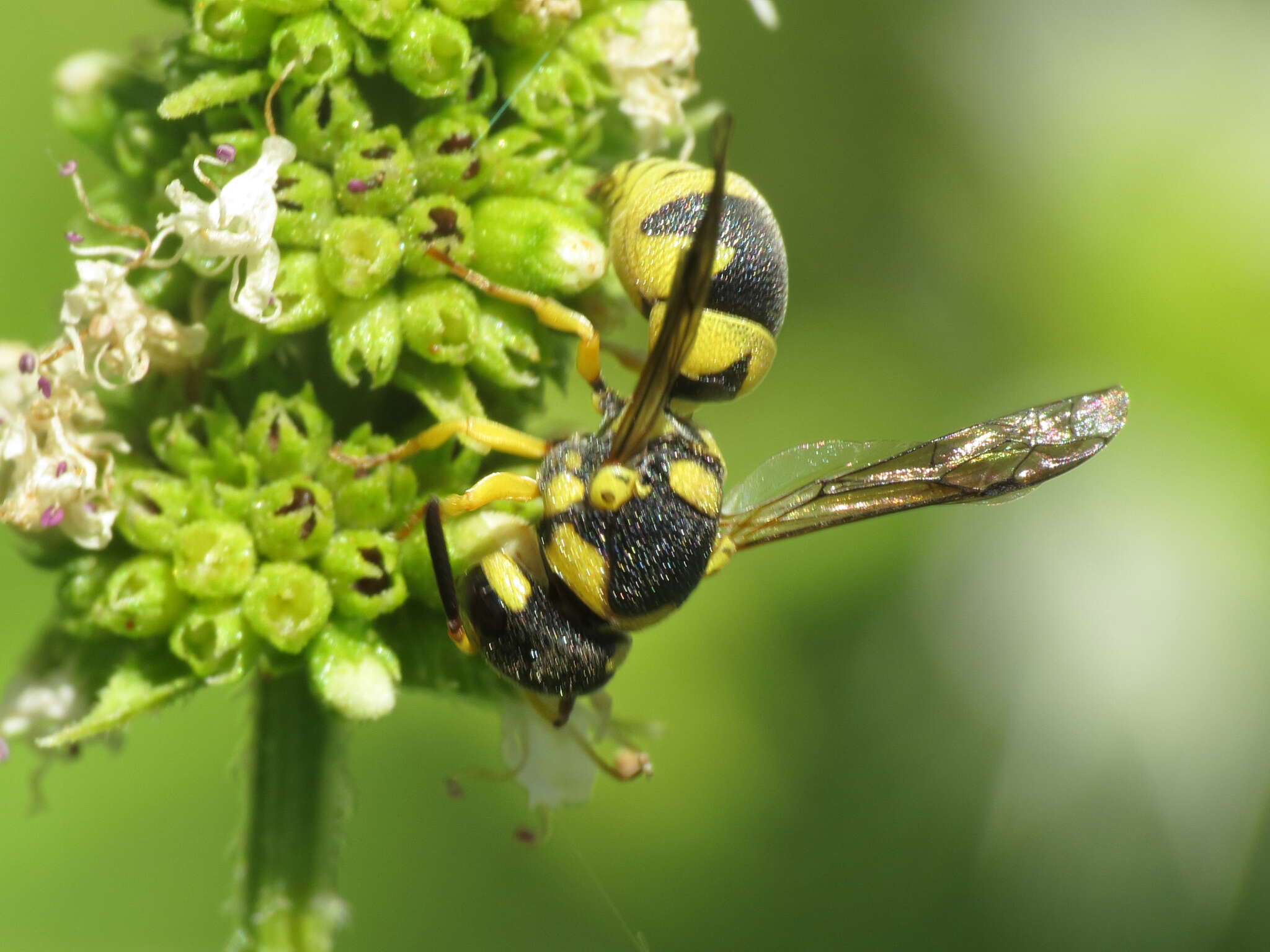 Sivun Eustenancistrocerus kuva