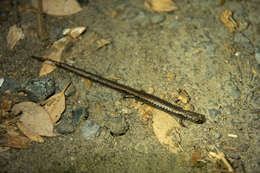 Image of Greenhorn Mountains Slender Salamander