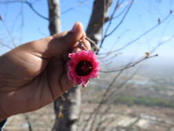 Image of Gossypium aridum (Rose & Standl.) Skovsted