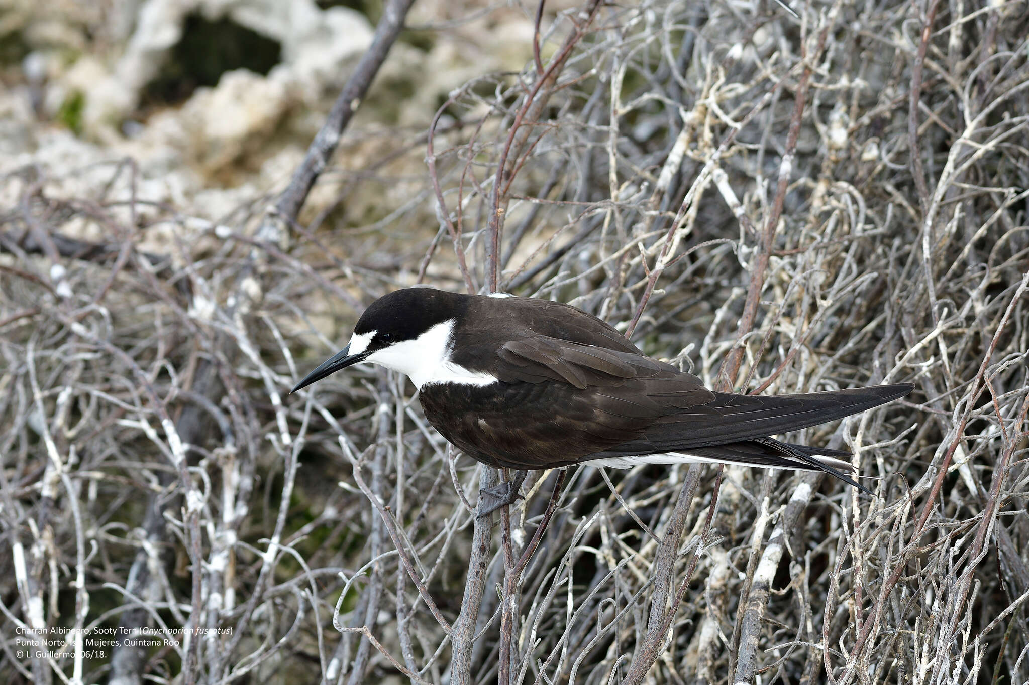 Image of Brown-backed terns