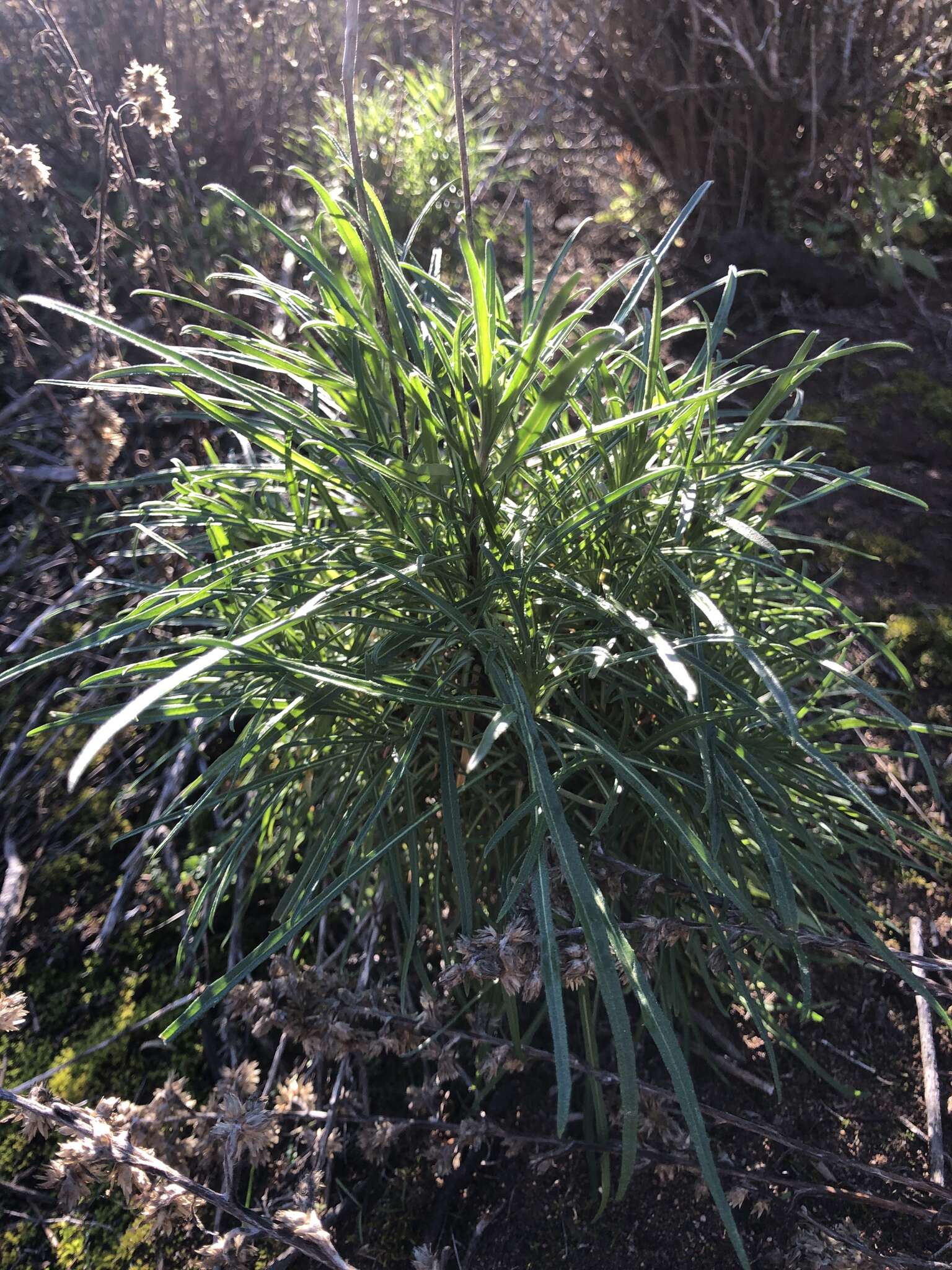 Image of Erysimum suffrutescens (Abrams) Rossbach