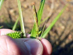 Image of Cyperus Sedge