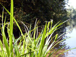 Image of Cyperus Sedge