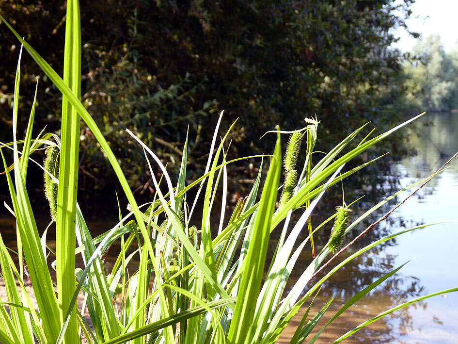 Image of Cyperus Sedge