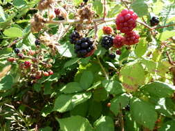 Image of Himalayan berry