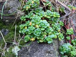 صورة Sedum oreganum Nutt. ex Torr. & Gray