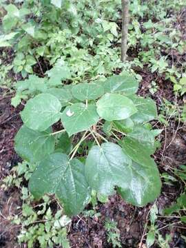 Image of Croton suberosus Kunth