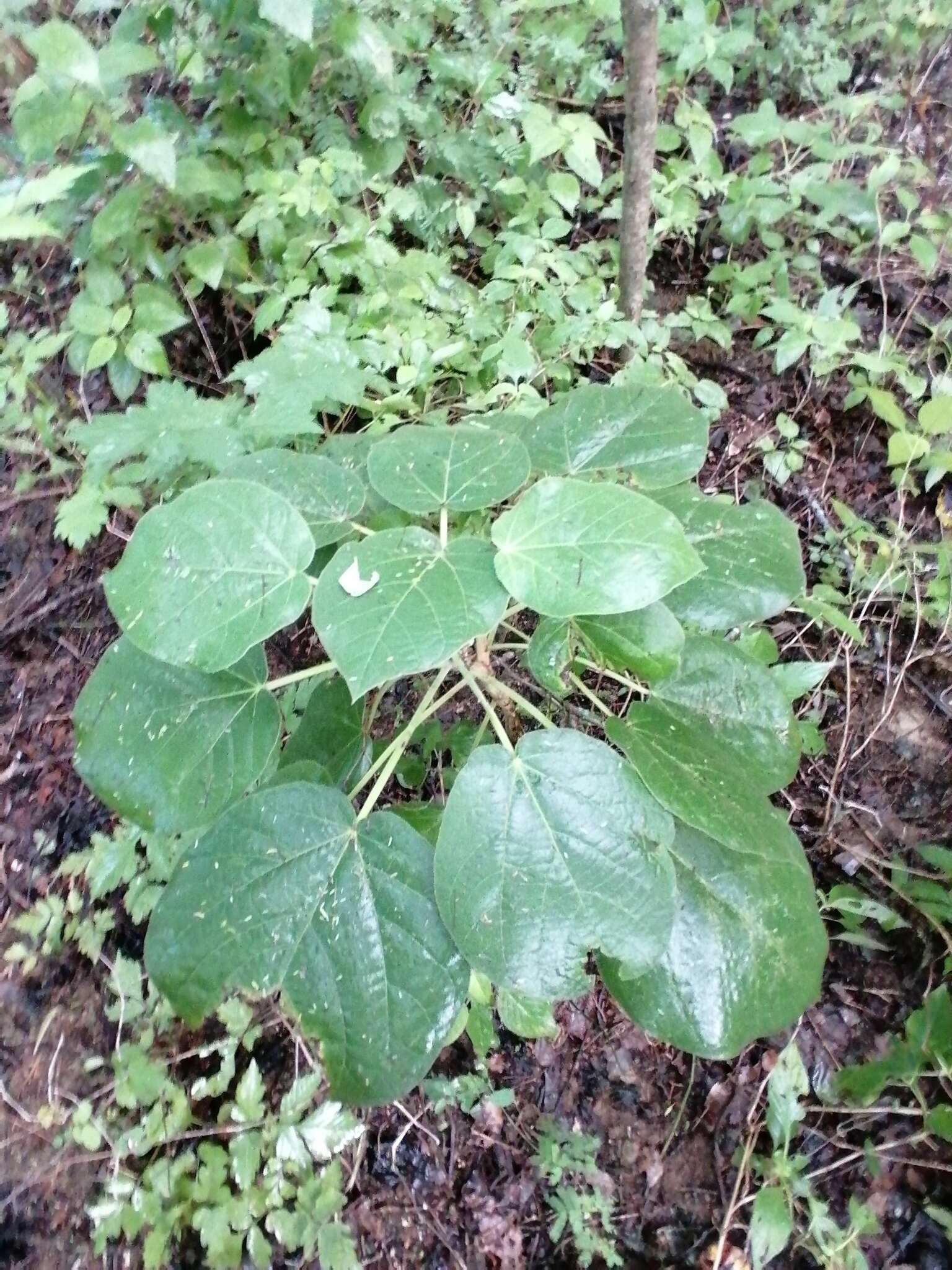 Imagem de Croton suberosus Kunth