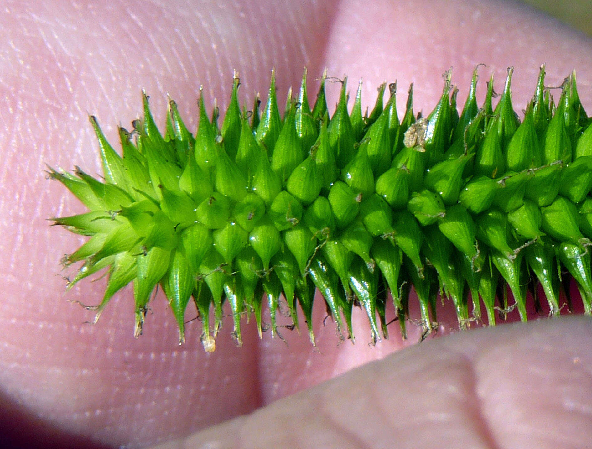 Image of Cyperus Sedge