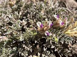 Image of chestnut milkvetch