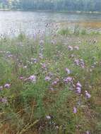 Image of spotted knapweed