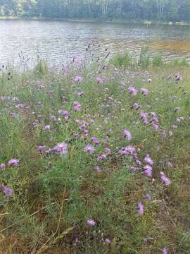 Image of spotted knapweed