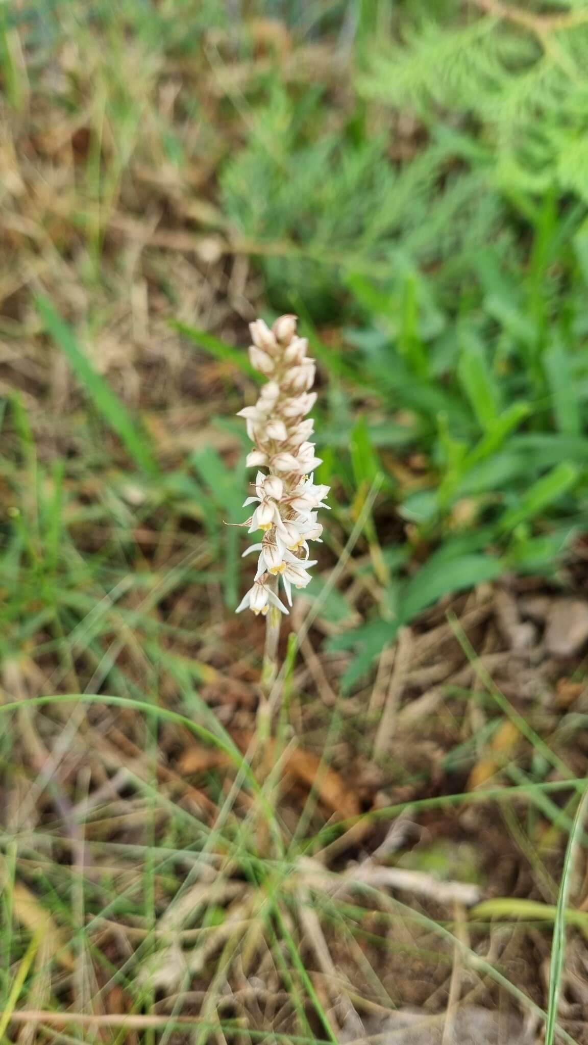 Image of Brachystele camporum (Lindl.) Schltr.