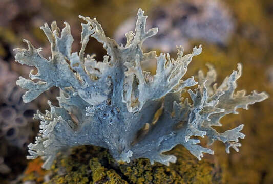 Image of American cartilage lichen