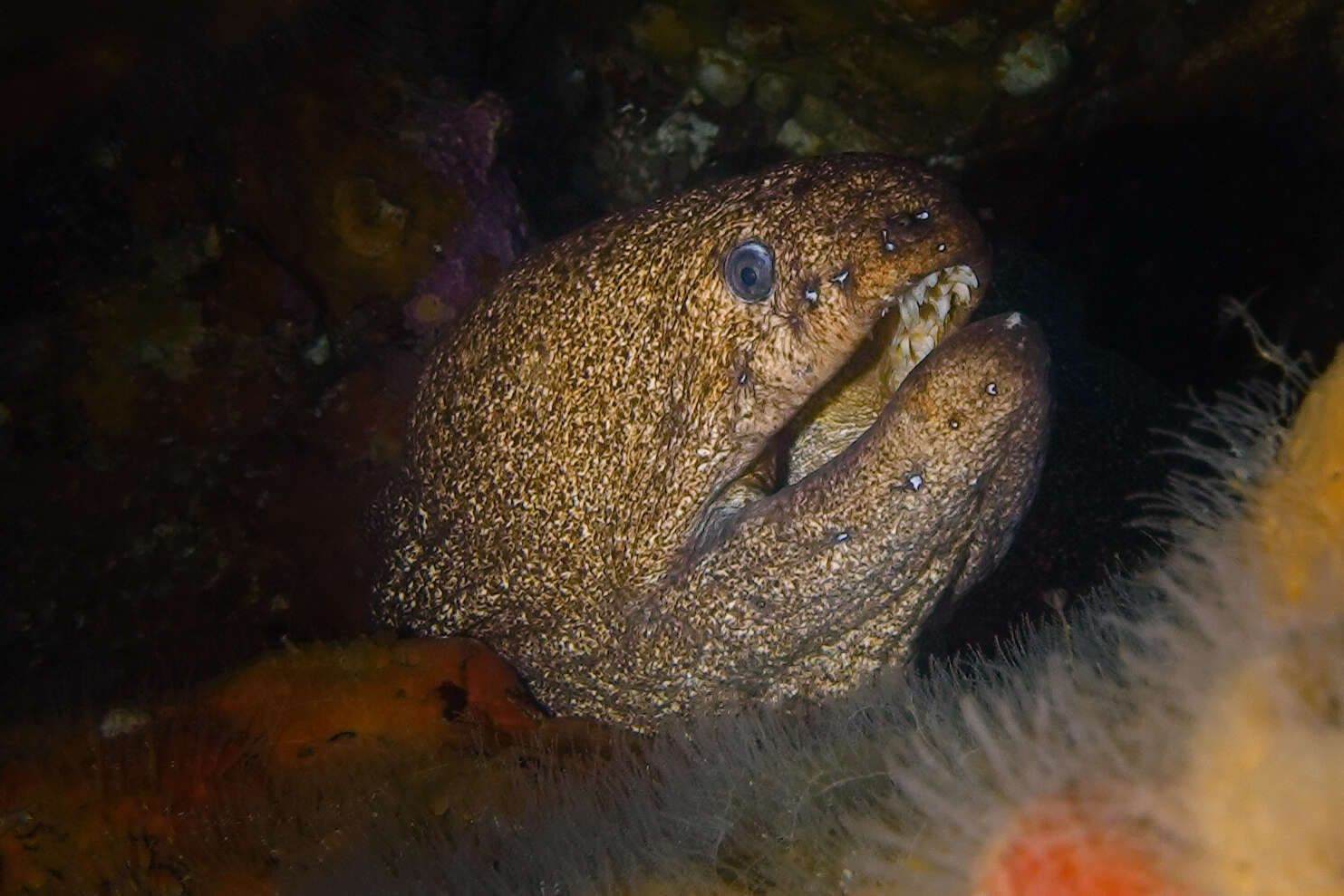 Image of Griffin&#39;s moray