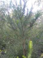 Image of Persoonia pinifolia R. Br.